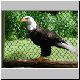 BaldEagle01.jpg