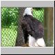 BaldEagle02.jpg