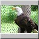 BaldEagle03.jpg