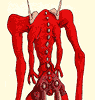 Stare at her arse, it stares right back